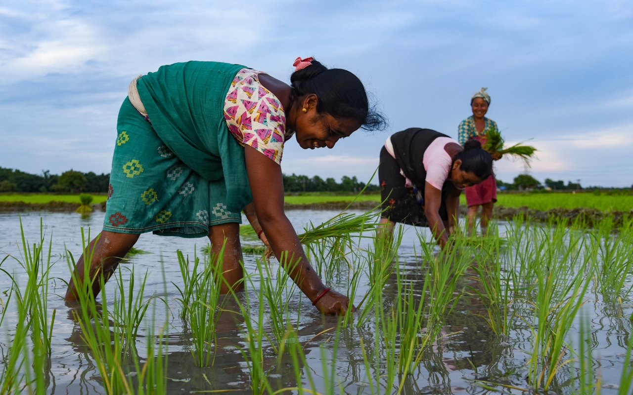 Photo of Indian agriculture