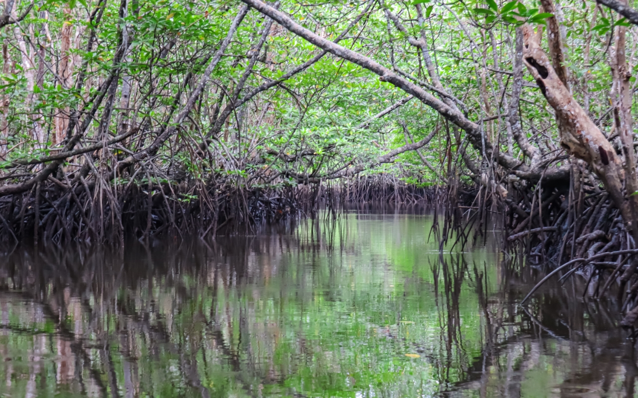 Photo of Mangroves support biodiversity, provide biomass, and help fight climate change.