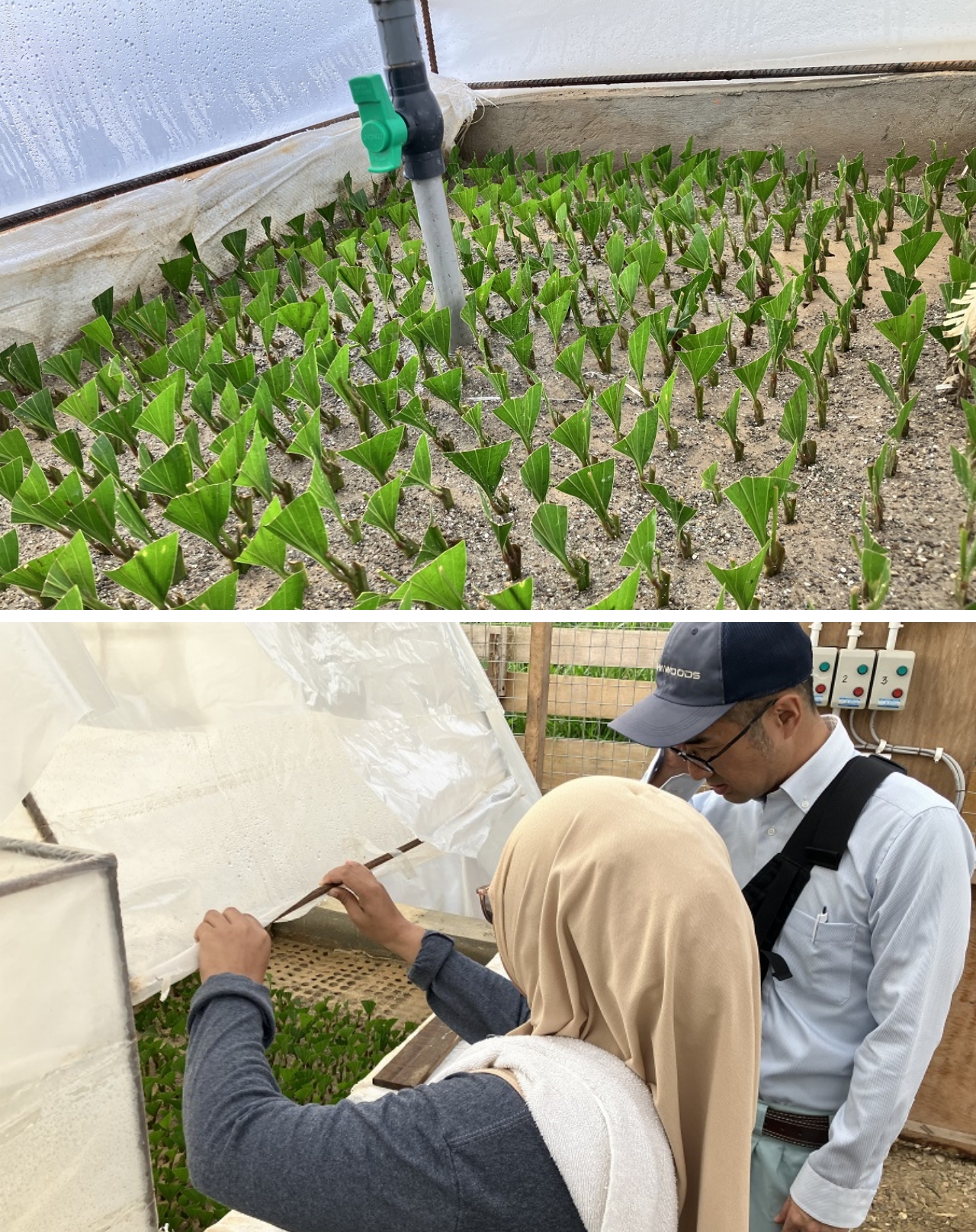 マレーシアでのアカシアの植林事業は苗木の育成から始まる。木材利用までを包括する持続可能な森林経営に取り組むの画像